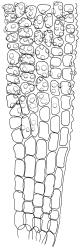 Anoectangium aestivum, lower laminal cells, at margin. Drawn from W. Martin s.n., s.d., 17 Apr. 1950, CHR 566191.
 Image: R.D. Seppelt © R.D.Seppelt All rights reserved